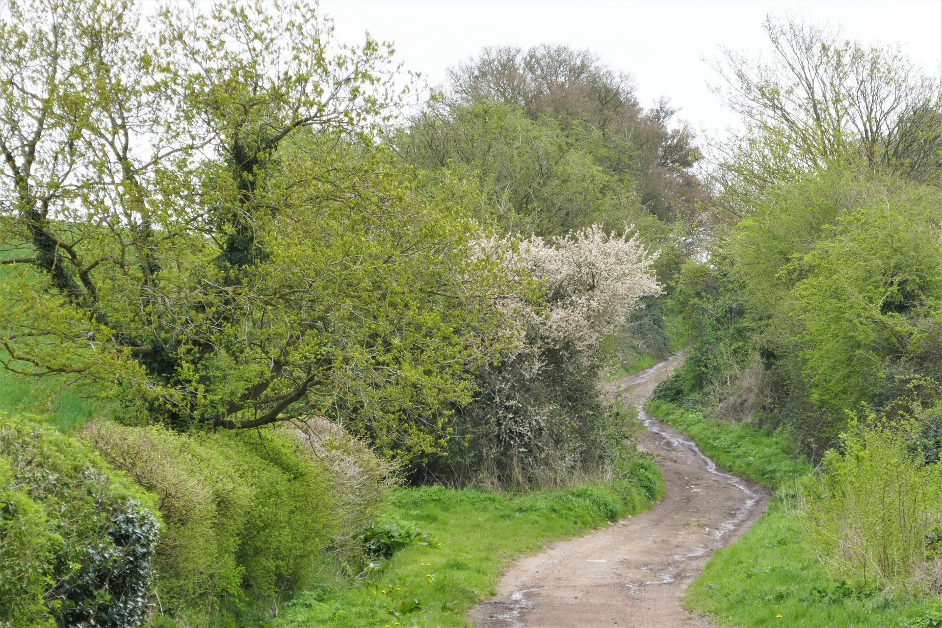 No Man’s Heath: Aggressive Sport in the 1830s